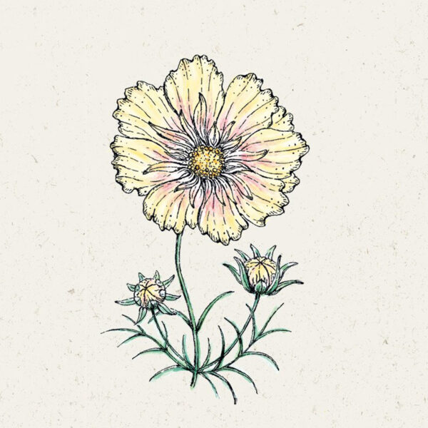 Kosmee ‚Xanthos′