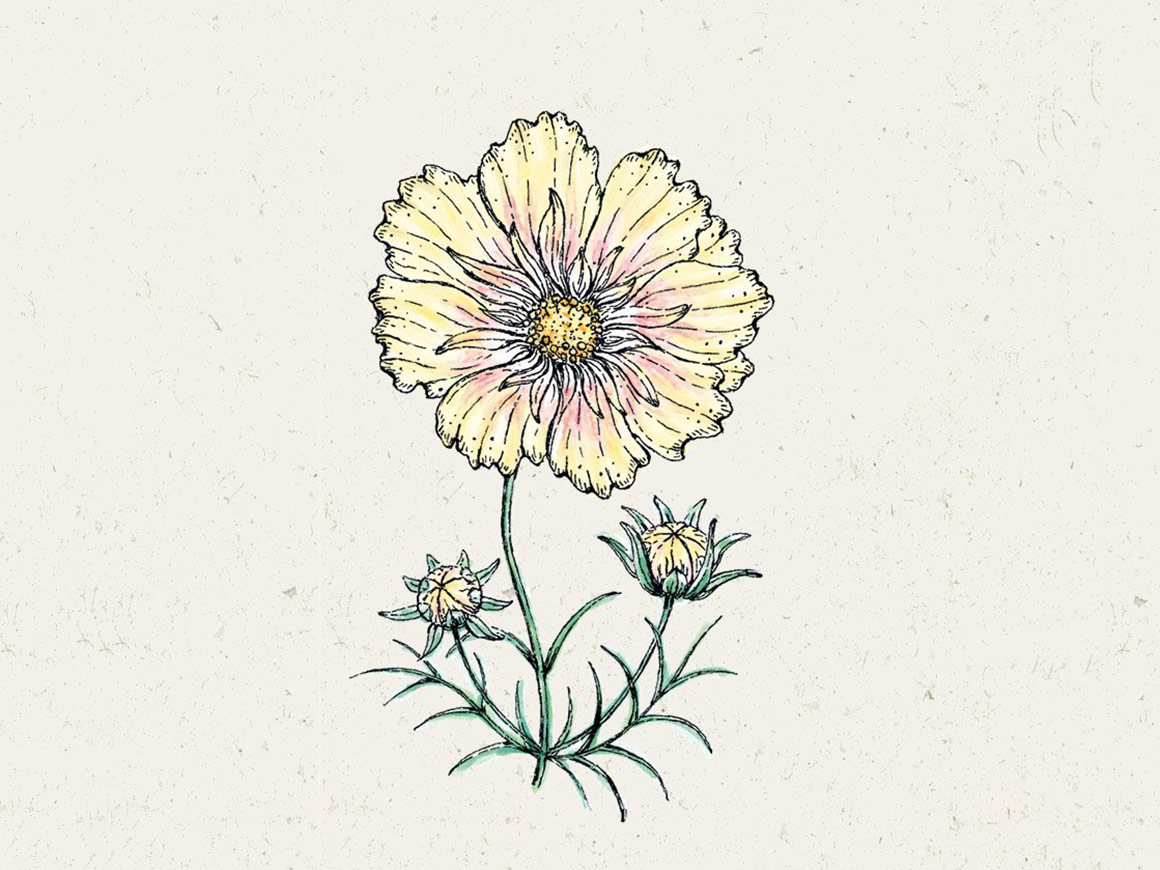 Cosmos-Xanthos-JORA-DAHL.jpg Kosmee ‚Xanthos′ – Bild 1