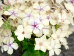 Sommer-Phlox Crème Brûlée (Phlox drummondii) – Bild 2