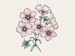 Sommer-Phlox Crème Brûlée (Phlox drummondii)
