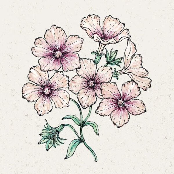 Sommer-Phlox Crème Brûlée (Phlox drummondii)