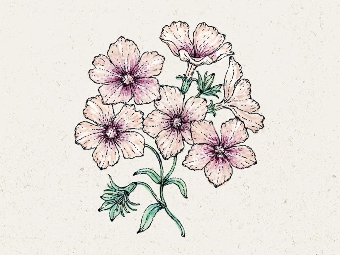 JORA-DAHL-Sommer-Phlox-Creme-Brulee-Phlox-drummondii.jpg Sommer-Phlox Crème Brûlée (Phlox drummondii) – Bild 1
