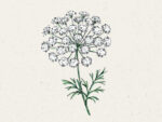 Knorpelmöhre (Ammi majus)