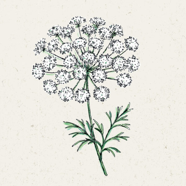 Knorpelmöhre (Ammi majus)