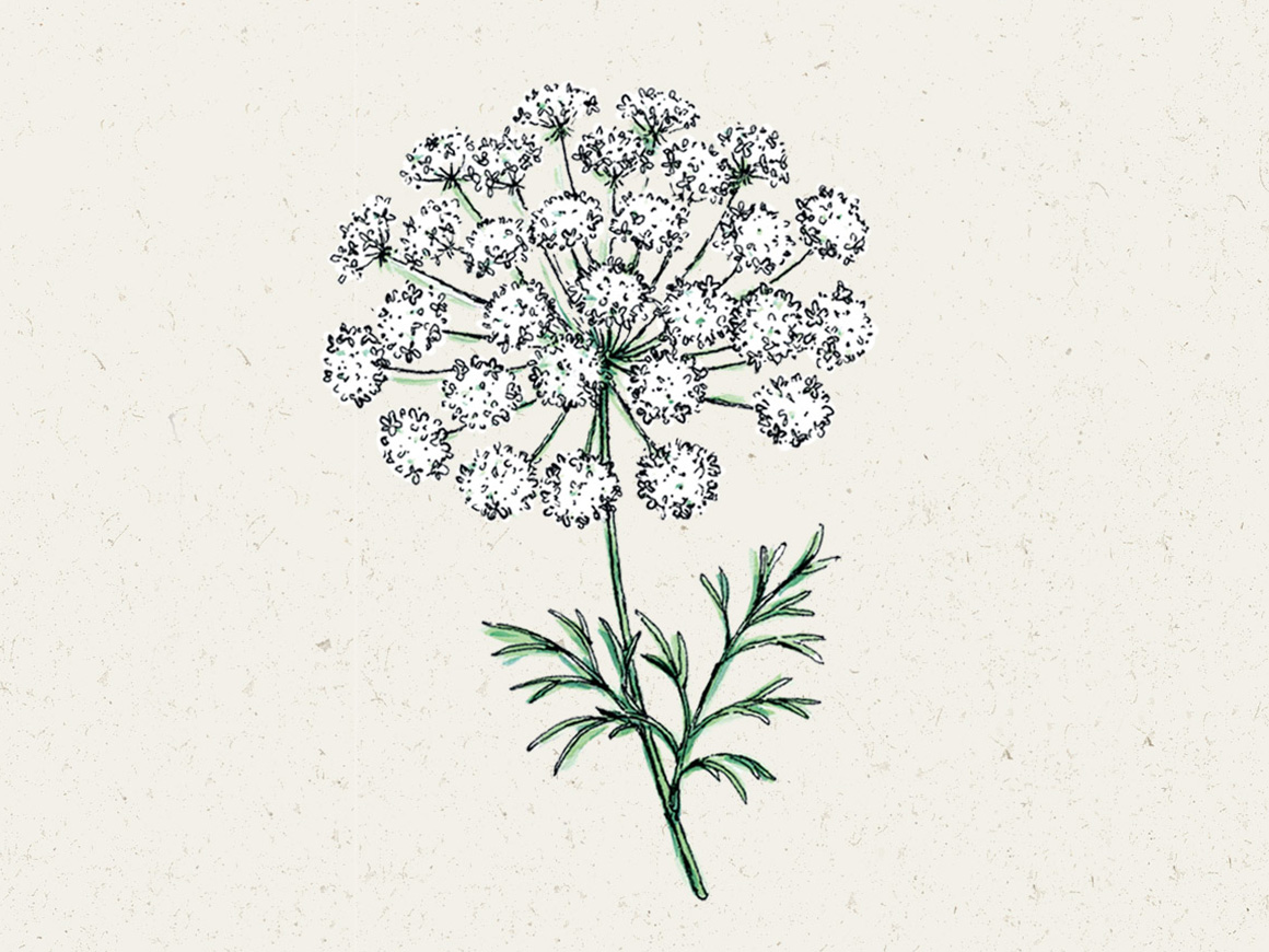 Jora-Dahl-Blumensamen-Knorpelmoehre-Ammi-majus-01.jpg Knorpelmöhre (Ammi majus) – Bild 1