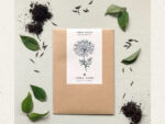Knorpelmöhre (Ammi majus) – Bild 3