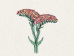 Strandflieder ‚QIS Apricot‘ (Limonium sinuatum) – Bild 2