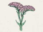 Strandflieder (Limonium sinuatum QIS Pastel) – Bild 2