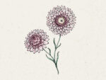 Strohblume ‚Silvery Rose‘ (Helichrysum bracteatum)