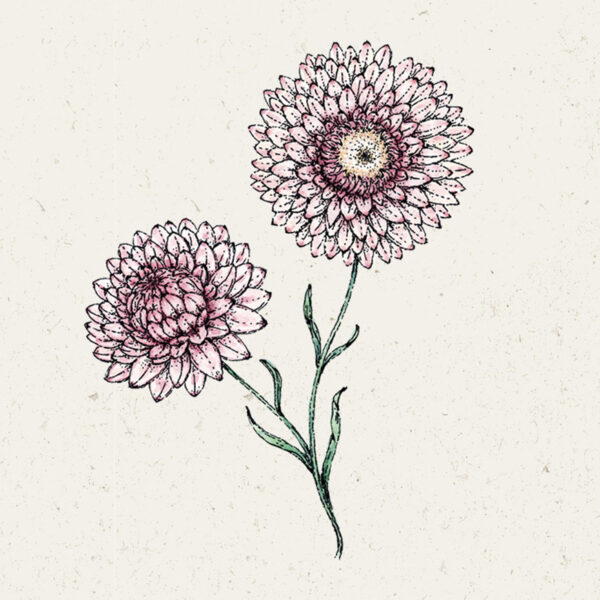Strohblume ‚Silvery Rose‘ (Helichrysum bracteatum)