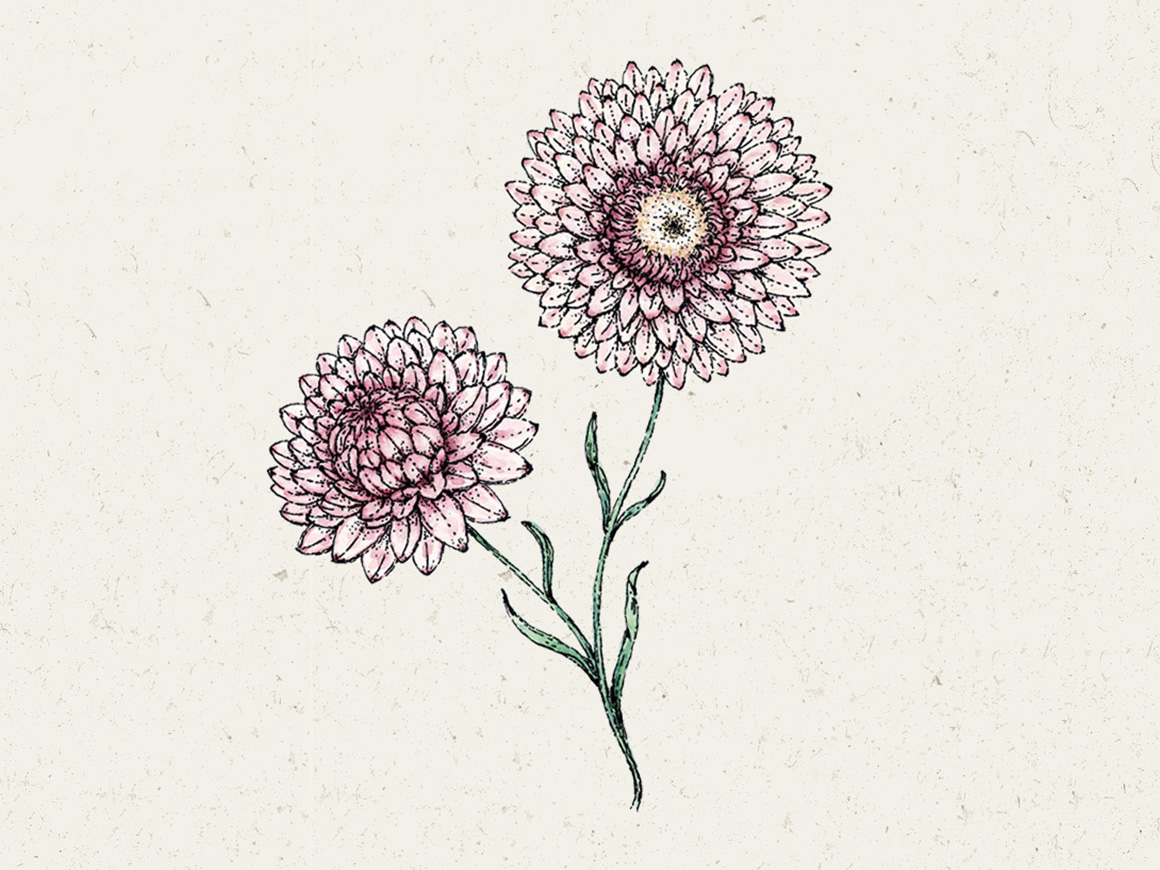 Jora-Dahl-Blumensamen-Strohblume-Silvery-Rose-01.jpg Strohblume ‚Silvery Rose‘ (Helichrysum bracteatum) – Bild 1