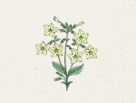 Ziertabak ‚Lime green‘ (Nicotiana alata)