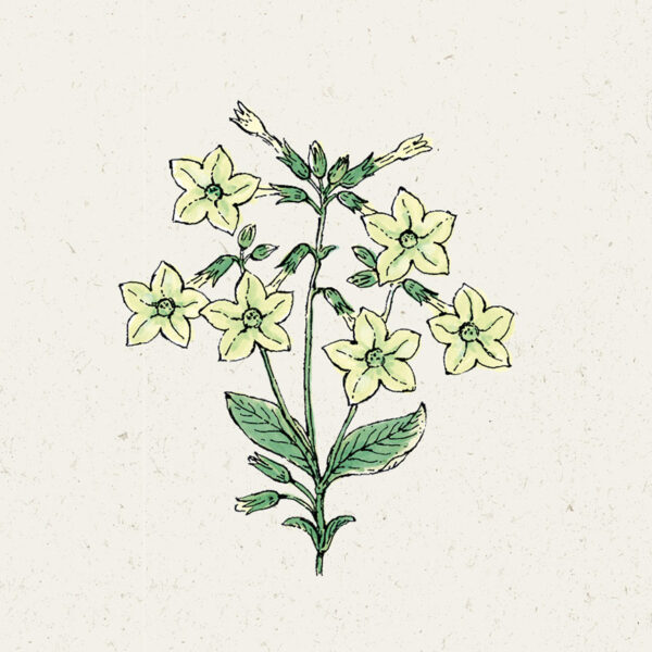Ziertabak ‚Lime green‘ (Nicotiana alata)