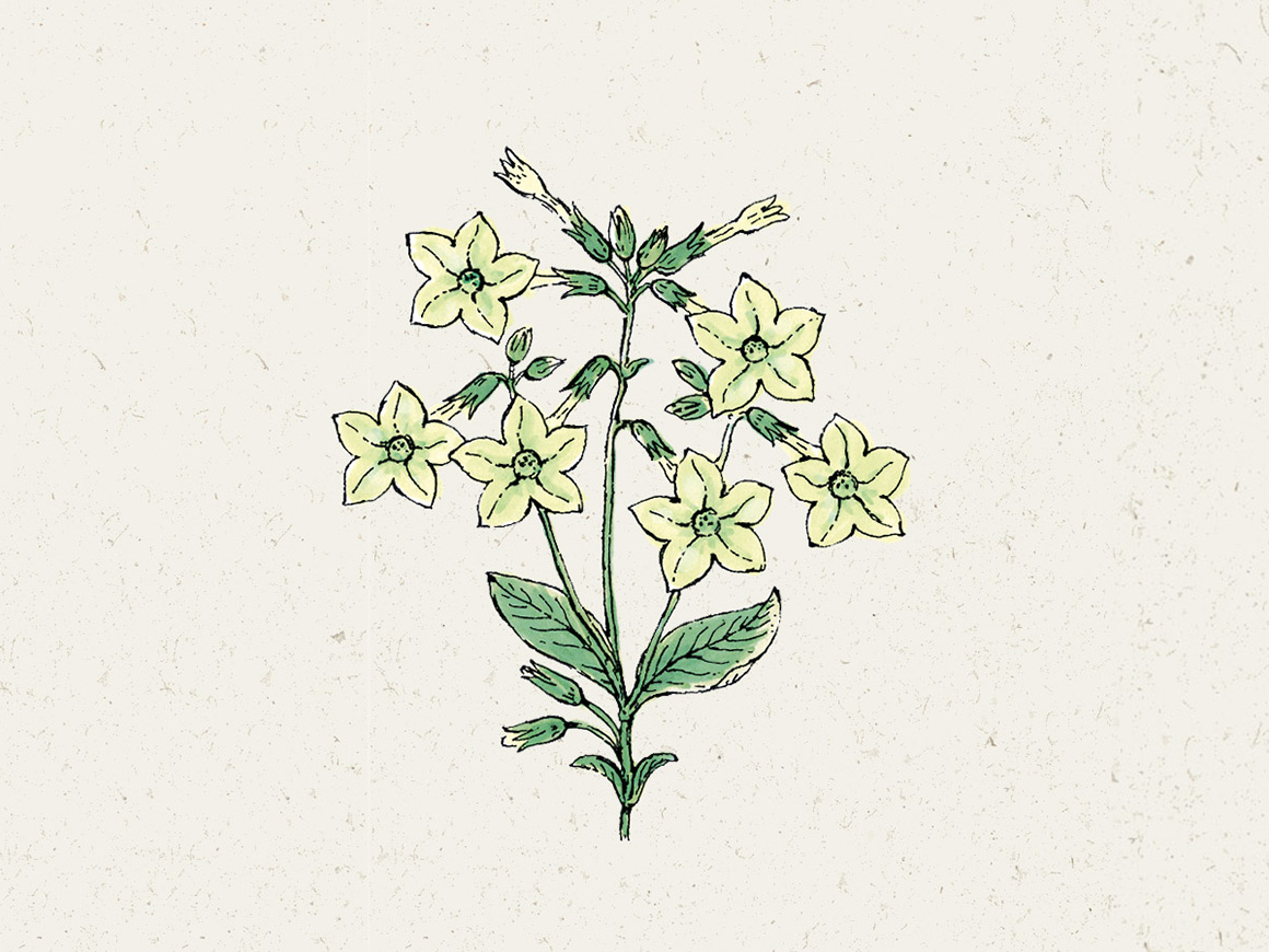 Jora-Dahl-Blumensamen-Ziertabak-Nicotiana-alata-Lime-green-01.jpg Ziertabak ‚Lime green‘ (Nicotiana alata) – Bild 1