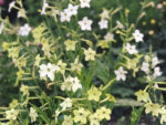 Ziertabak ‚Lime green‘ (Nicotiana alata) – Bild 3