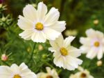Kosmee ‚Xanthos′ – Bild 2