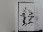 OVO Things Mentha Spp. (Mint) - Silverprint – Bild 4