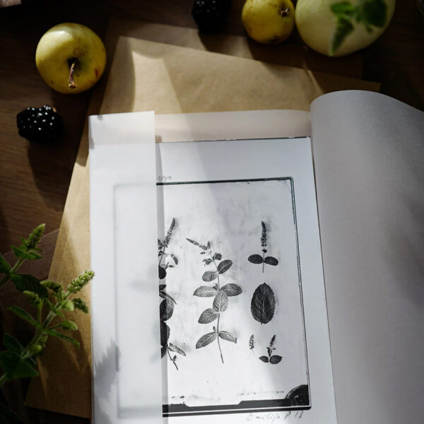 OVO Things Mentha Spp. (Mint) - Silverprint
