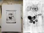 OVO Things Roald Dahl Rose - Silverprint