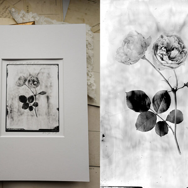 OVO Things Roald Dahl Rose - Silverprint