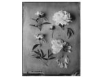 OVO Things Paeonia - Silverprint