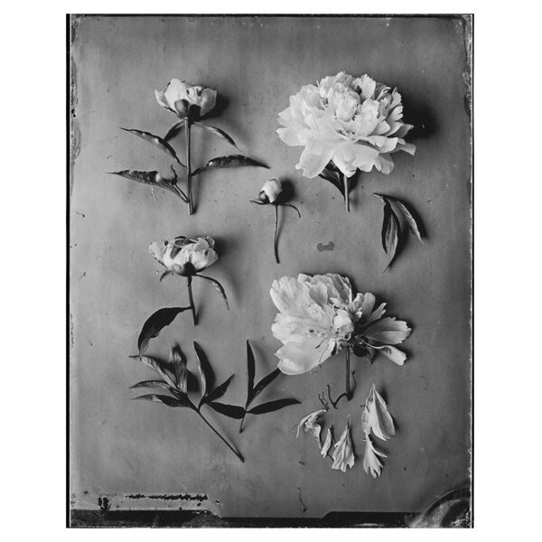 OVO Things Paeonia - Silverprint