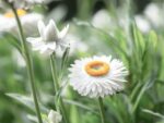 Strohblume ‚White‘ (Helichrysum bracteatum) – Bild 2