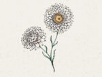 Strohblume ‚White‘ (Helichrysum bracteatum)