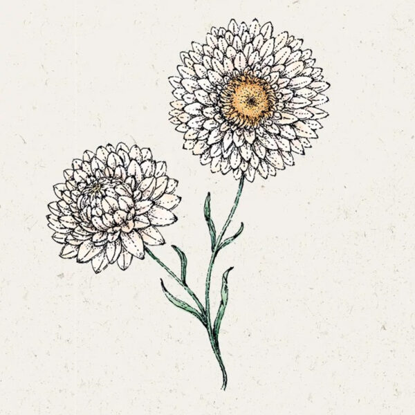 Strohblume ‚White‘ (Helichrysum bracteatum)