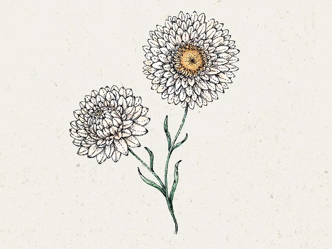 Strohblume-White-JORA-DAHL.jpg Strohblume ‚White‘ (Helichrysum bracteatum) – Bild 1