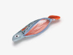 Small Whiting Blue, Täschchen – Bild 3