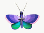 Blue Copper Butterfly – Bild 2