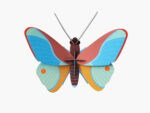Claudina Butterfly – Bild 2