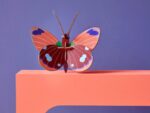 Delias Butterfly
