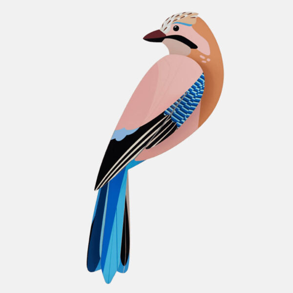 Jay | Eichelhäher