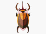 Elephant Beetle – Bild 2