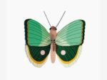 Fern striped Butterfly – Bild 4