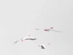 Lucky Storks, Mobile – Bild 2