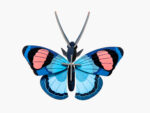 Peacock Butterfly