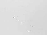 Scandinavian Swans, Mobile