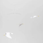 Soaring Seagulls