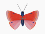 Speckled Copper Butterfly