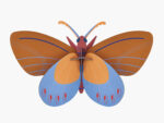 Ochre Costa Butterfly – Bild 2