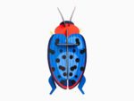 Fungus Beetle