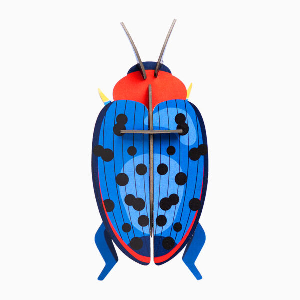 Fungus Beetle