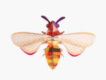 Honey Bee – Bild 2