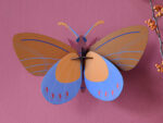 Ochre Costa Butterfly