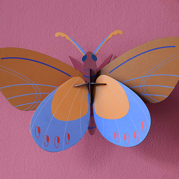 Ochre Costa Butterfly
