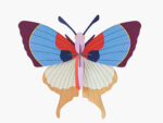 Plum Fringe Butterfly