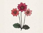 Dahlia variabilis 'Bishop's Children' (Dahlie)